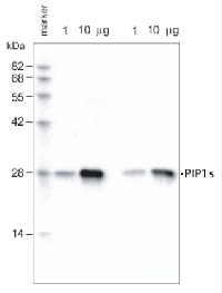 PIP1;1, PIP1;2, PIP1;3, PIP1;4, PIP1;5 | Aquaporins   in the group Antibodies Plant/Algal  / Membrane Transport System / Plasma membrane at Agrisera AB (Antibodies for research) (AS09 489)